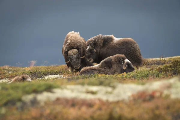 Grupo Musk Ox — Fotografia de Stock