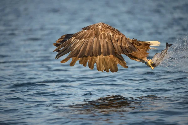 Aigle à queue blanche avec prise . — Photo