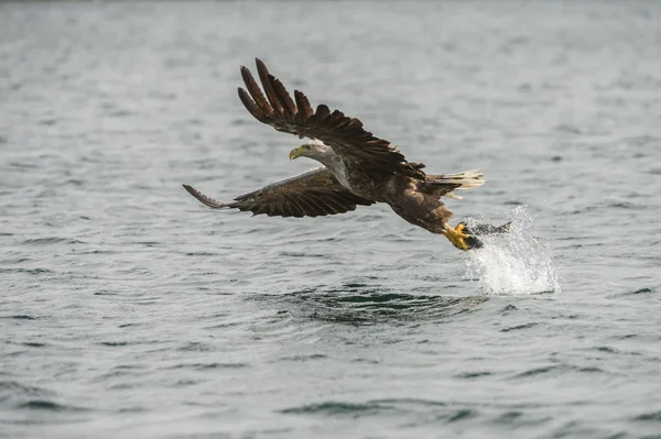White-tailed Eagle with catch. — Stock Photo, Image