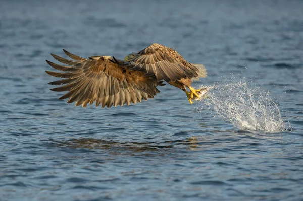 Aquila dalla coda bianca con cattura . — Foto Stock