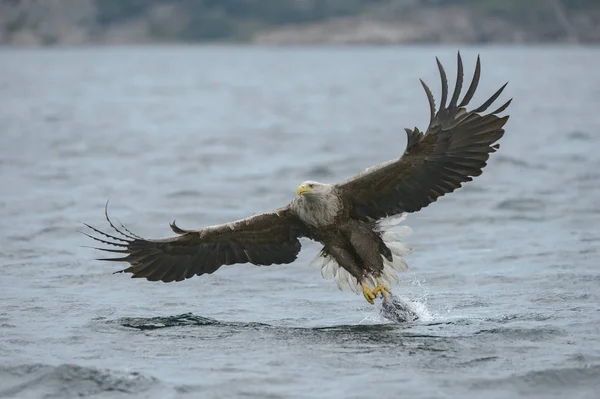 Hunting Sea Eagle — Stock Photo, Image