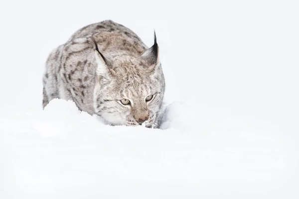 Luchs Wildkatze — Stockfoto