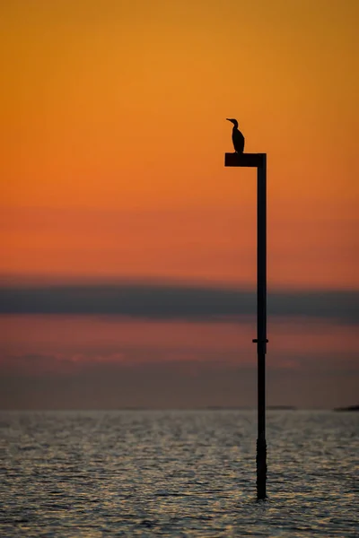 Comorante al tramonto — Foto Stock