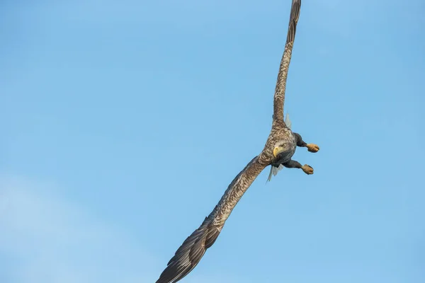 Águia de cauda branca Aeróbica . — Fotografia de Stock