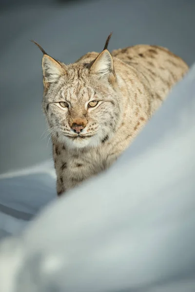 Ein eurasischer Luchs im Schnee lizenzfreie Stockfotos