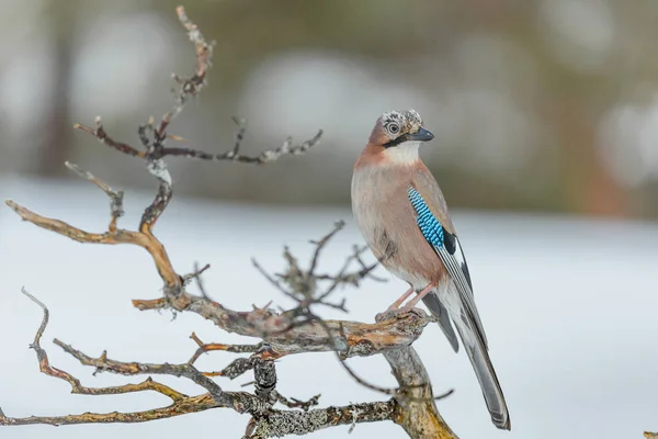 Geai eurasien perché sur une branche . Photos De Stock Libres De Droits