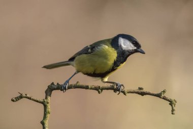Büyük baştankara tünemiş