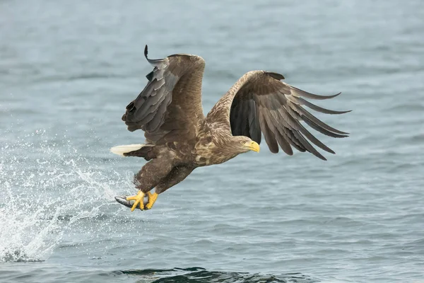Orel mořský lov — Stock fotografie