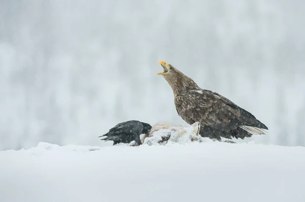 White tailed Eagle in falling snow. — Stock Photo, Image