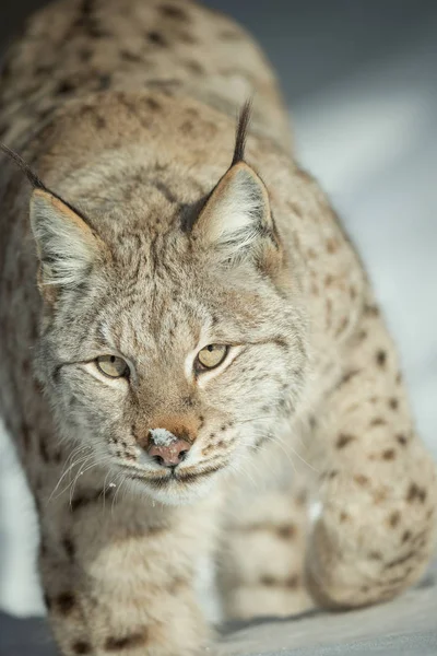 Lynx kijken naar de camera. — Stockfoto
