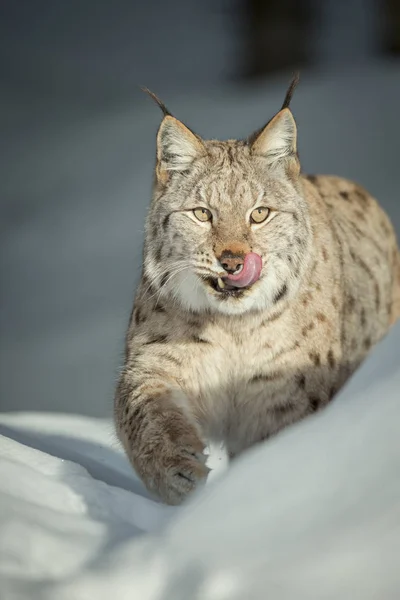 Lince lamiendo sus labios —  Fotos de Stock