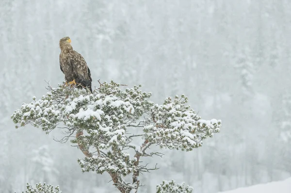 Aquila dalla coda bianca nella neve che cade . — Foto Stock