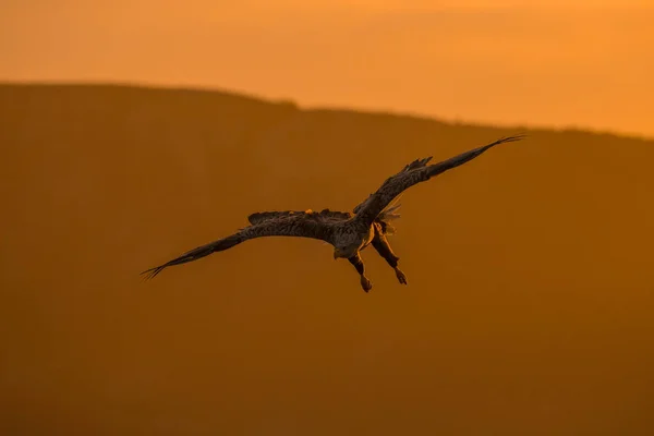 Eagle dykning vid soluppgången — Stockfoto