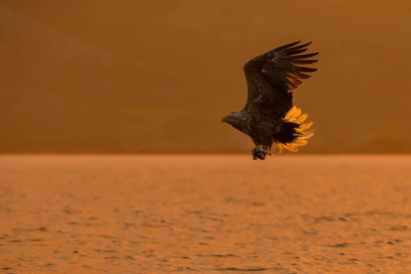 Eagle Hunting at sunrise — Stock Photo, Image