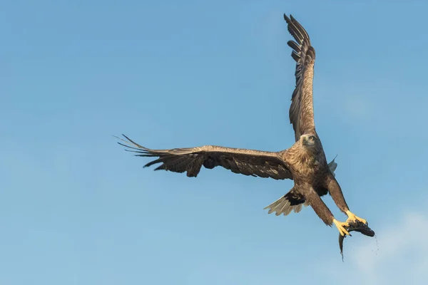 Eagle polowania z bliska. — Zdjęcie stockowe