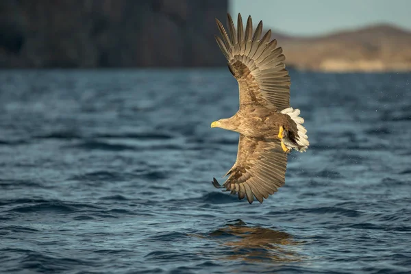 Hunting Eagle with Catch — Stock Photo, Image