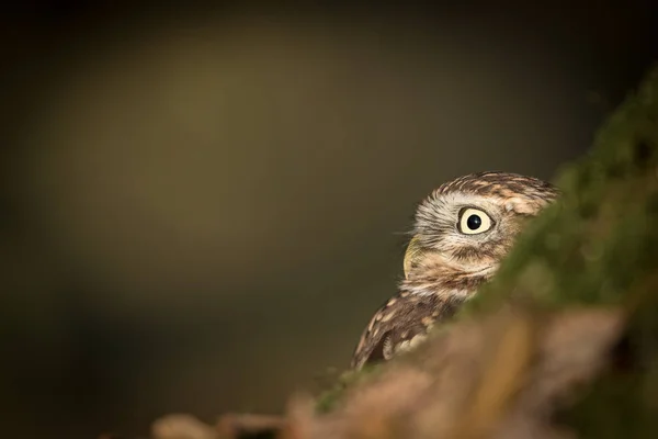 Взрослая сова — стоковое фото