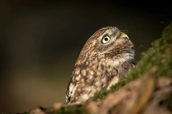 Adult Little Owl — Stock Photo, Image