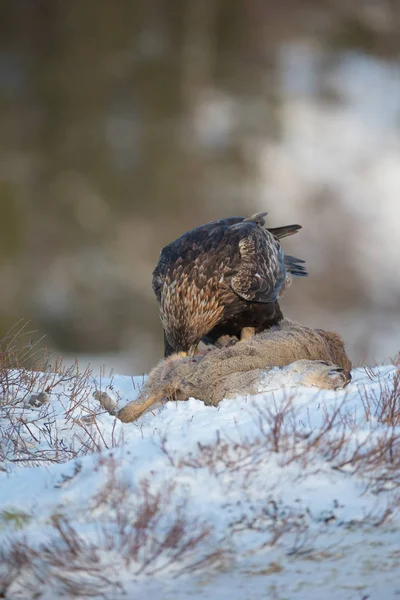 Steinadler beim Füttern — Stockfoto