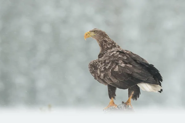 Aquila coda bianca in una bufera di neve — Foto Stock