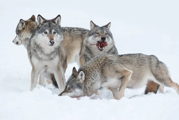 灰色的狼群 — 图库照片