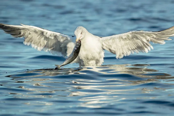 Gaviota atacando peces — Foto de Stock