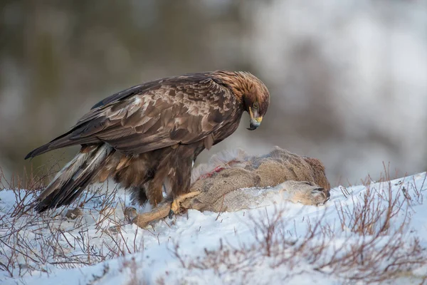 Golden Eagle alimentazione — Foto Stock