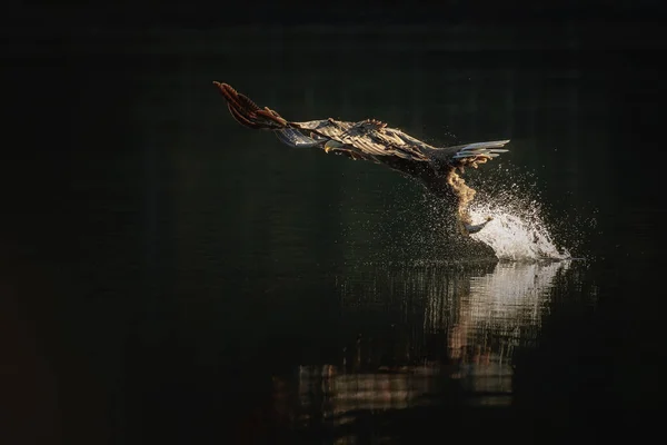 Hunting Sea Eagle. — Stock Photo, Image