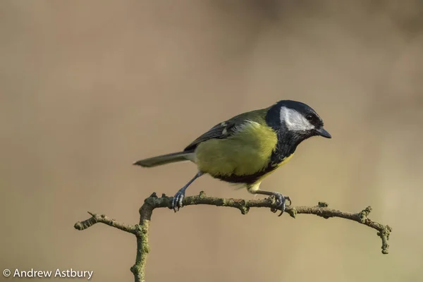 Great Tit Perched — Φωτογραφία Αρχείου