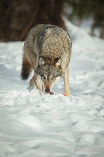 En ensam varg utfodring i snö. Stockbild