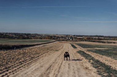 Kara köpek bu topraklarda