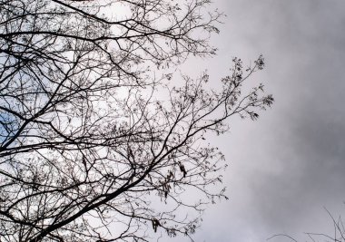 bir ağacın dalları