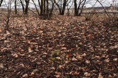 Sis içindeki bulutlar