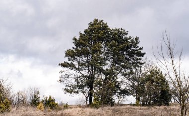 Ağaç ve mavi gökyüzü
