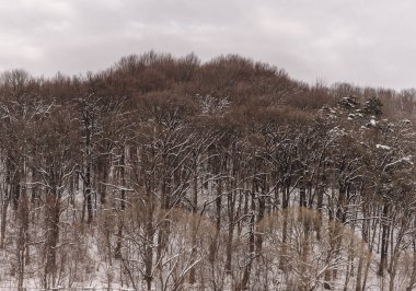 Dağlarda karlı ağaçlar