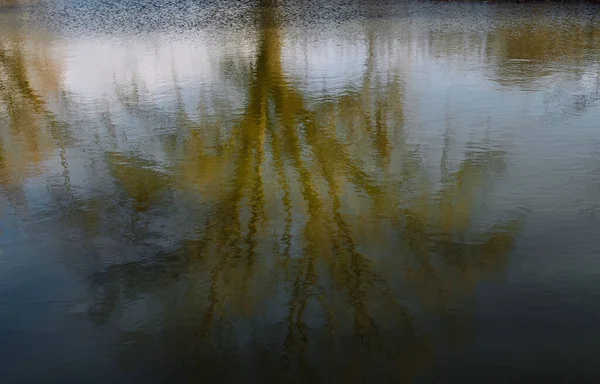 川の反射木は — ストック写真