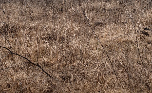 Texture Dry Grass — Stock Photo, Image