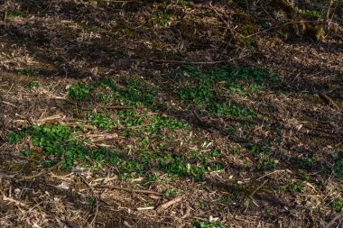 bir alanda genç bitkiler 