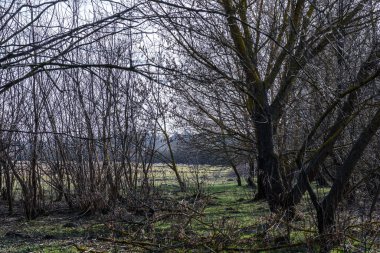 Ormanda çok ağaç var.