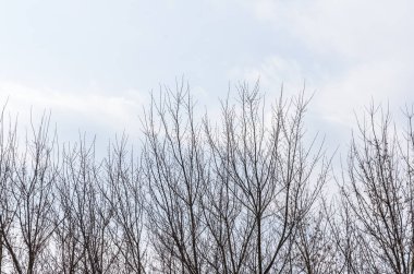 Ağaçlar ve bulutlarla kaplı kış manzarası