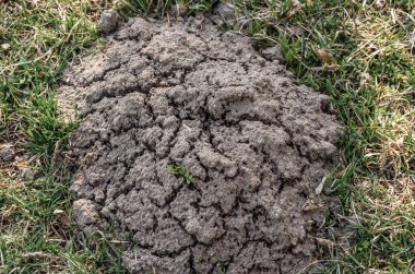  Çimenlerdeki soğan tarlası