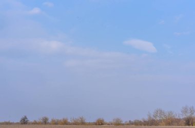 bir çok ağaç ve mavi gökyüzü