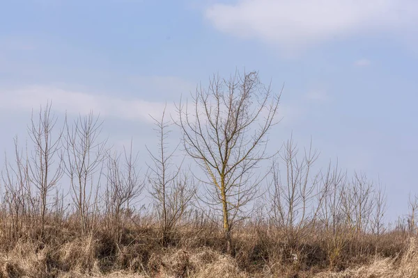 Träd Fältet Himlen — Stockfoto