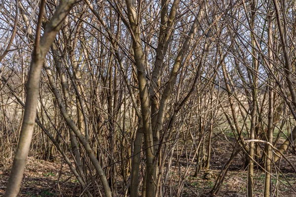 Boom Het Voorjaar — Stockfoto