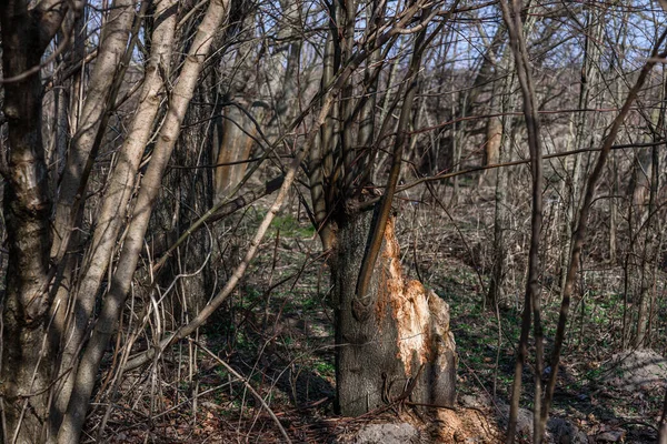 Ένα Δέντρο Κομμένο Από Λαθροθήρες — Φωτογραφία Αρχείου
