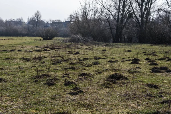 Trees Halls Field — Stock Photo, Image