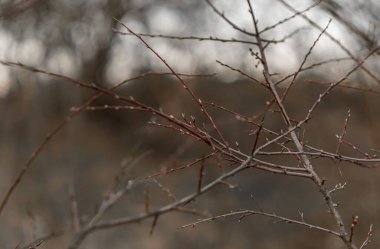Mavi gökyüzünün arka planında dikenli tel