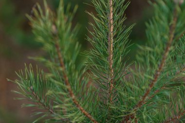 bir ağacın yeşil dalı