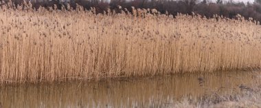 Suyun içindeki kuru ot