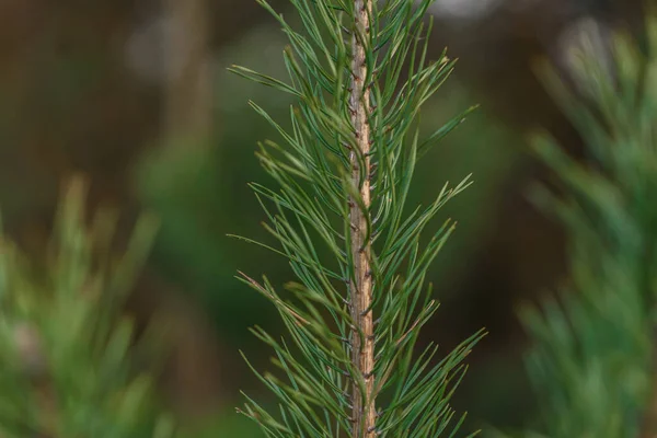 Gren Ett Träd — Stockfoto